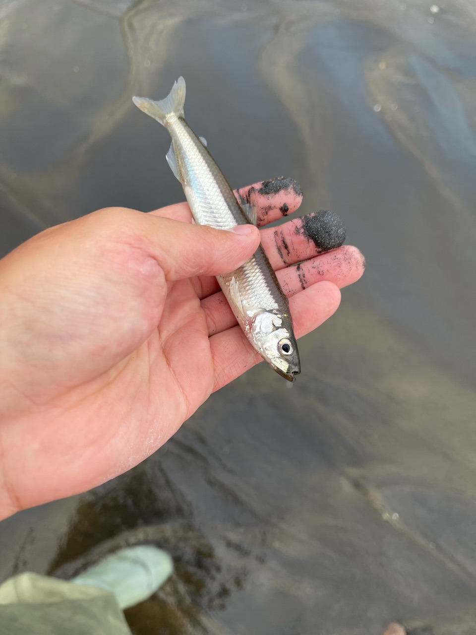カラフトマス釣行2日目 In能取 東の蝦夷の釣りぶろぐ カラフトマス釣行2日目 In能取 東の蝦夷の釣りぶろぐ