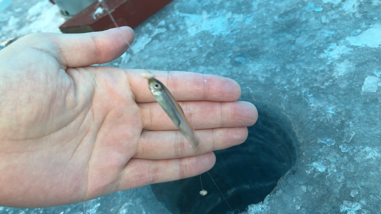 年富里湖ワカサギ釣り開幕 東の蝦夷の釣りぶろぐ 年富里湖ワカサギ釣り開幕 東の蝦夷の釣りぶろぐ