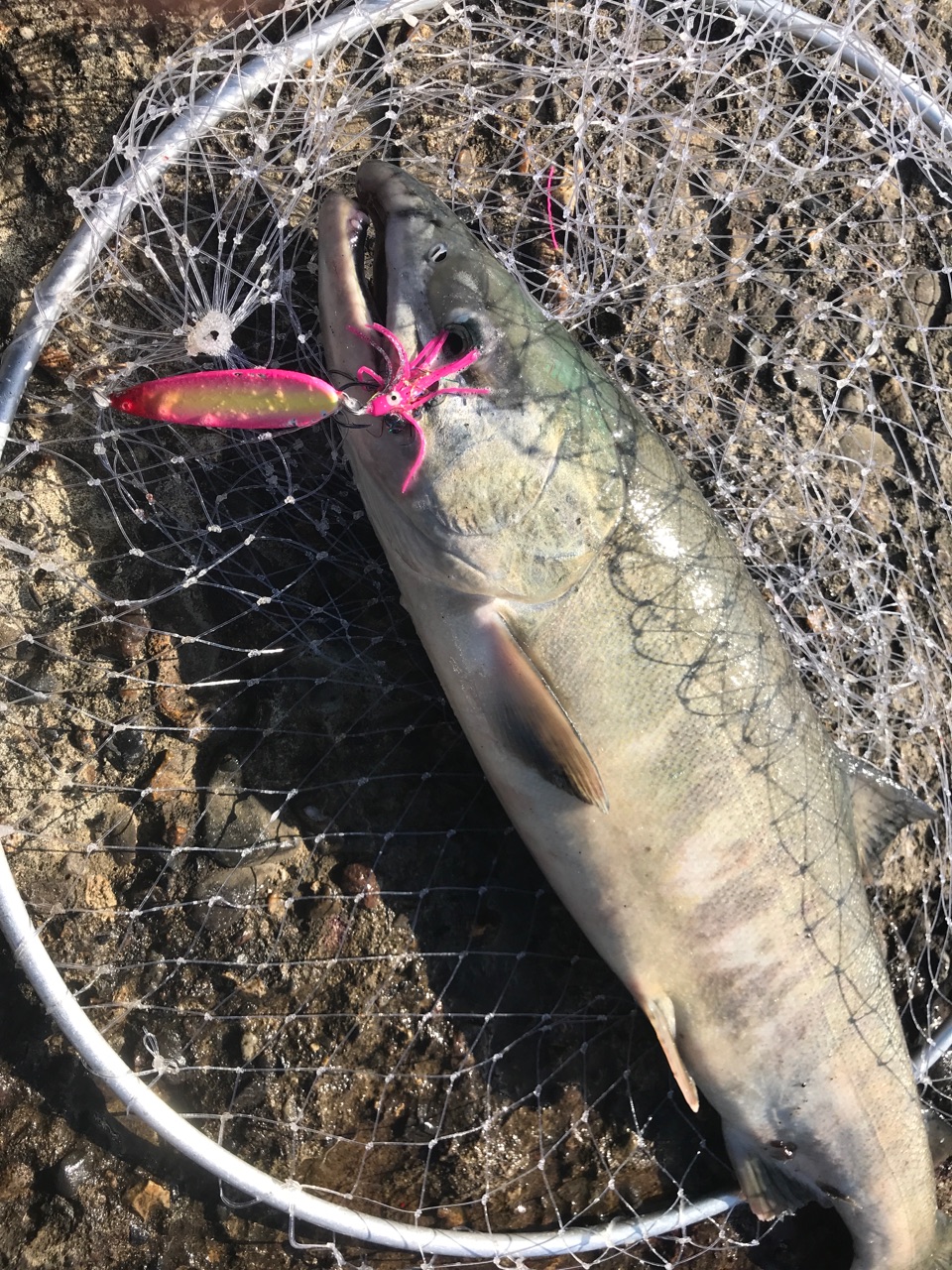 アキアジのフックについて考察する 東の蝦夷の釣りぶろぐ