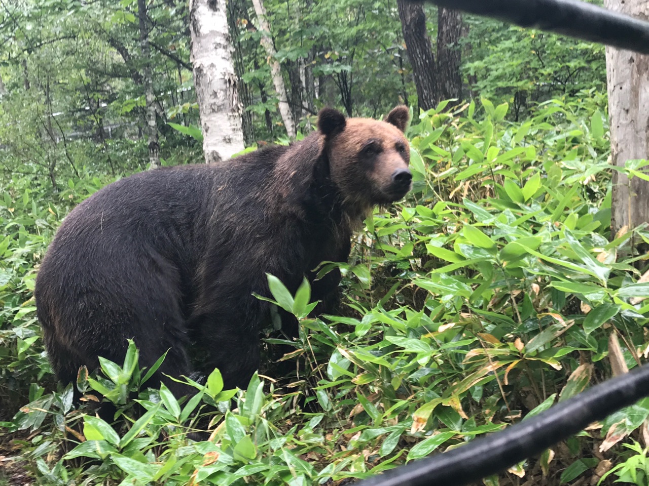 昨日は糠平湖へ 野生のエゾヒグマ出没 東の蝦夷の釣りぶろぐ 昨日は糠平湖へ 野生のエゾヒグマ出没 東の蝦夷の釣りぶろぐ