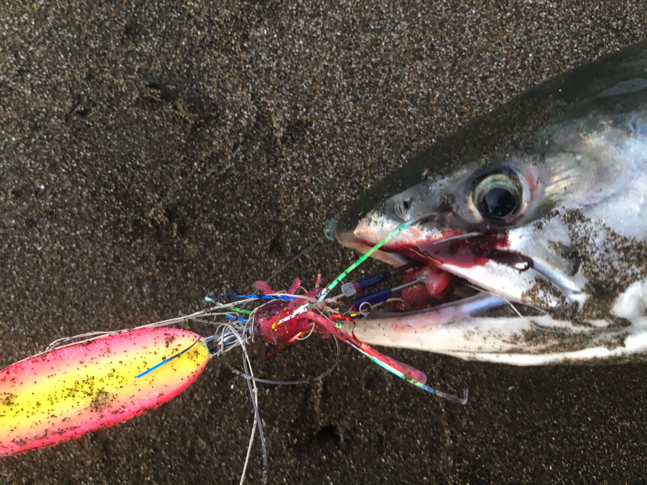 アキアジ まだ 数投しか投げてないのに 東の蝦夷の釣りぶろぐ