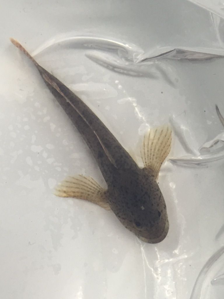 12 4入荷案内 活きエサ カジカ 川魚 入荷しました フィッシュジャパンの総合blog