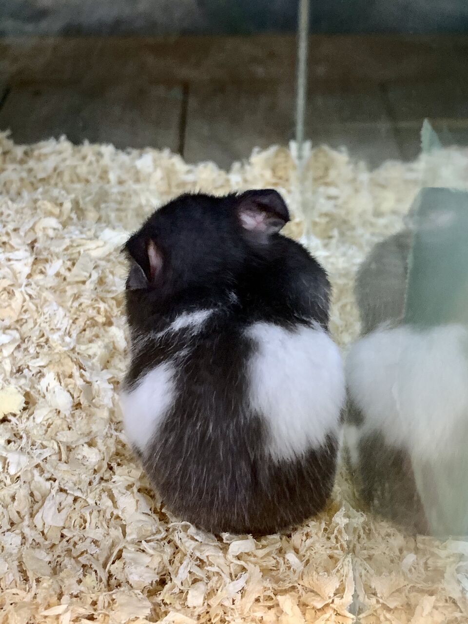 9 30 小動物入荷のお知らせ フィッシュジャパンの総合blog