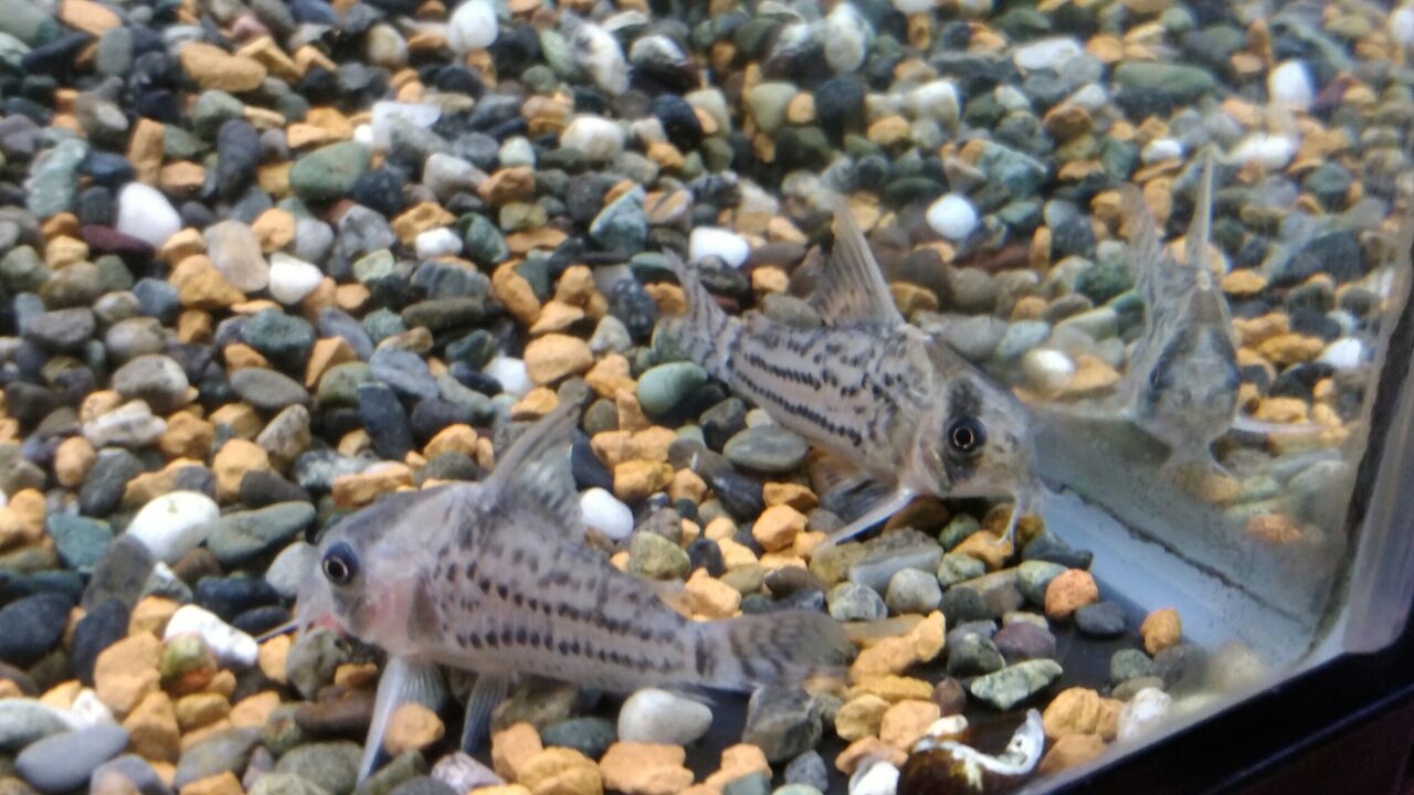 6 28 オトシンクルス 熱帯魚入荷のお知らせ フィッシュジャパンの総合blog 6 28 オトシンクルス 熱帯魚入荷のお知らせ フィッシュジャパンの総合blog
