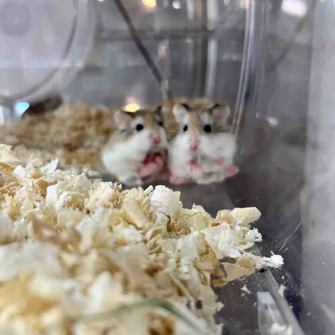 5 28 生体入荷のお知らせ フィッシュジャパンの総合blog 5 28 生体入荷のお知らせ フィッシュジャパンの総合blog