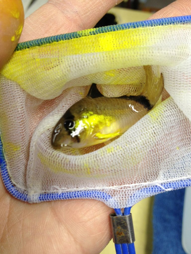 水カビ病の治療 フィッシュジャパンの総合blog