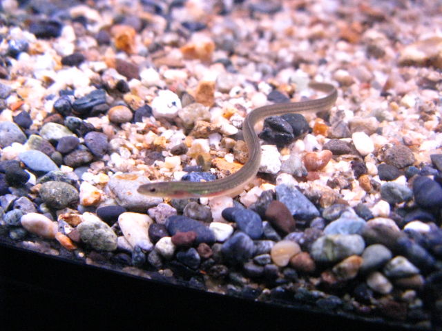 6 17 日本鰻 国産メダカ 熱帯魚 レッドテールキャット他 Used水槽入荷のお知らせ フィッシュジャパンの総合blog