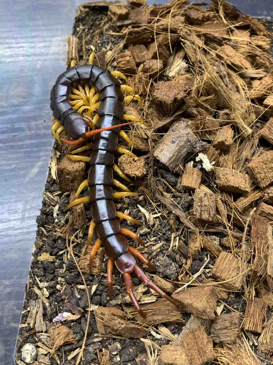 2 17 入荷のお知らせです フィッシュジャパンの総合blog