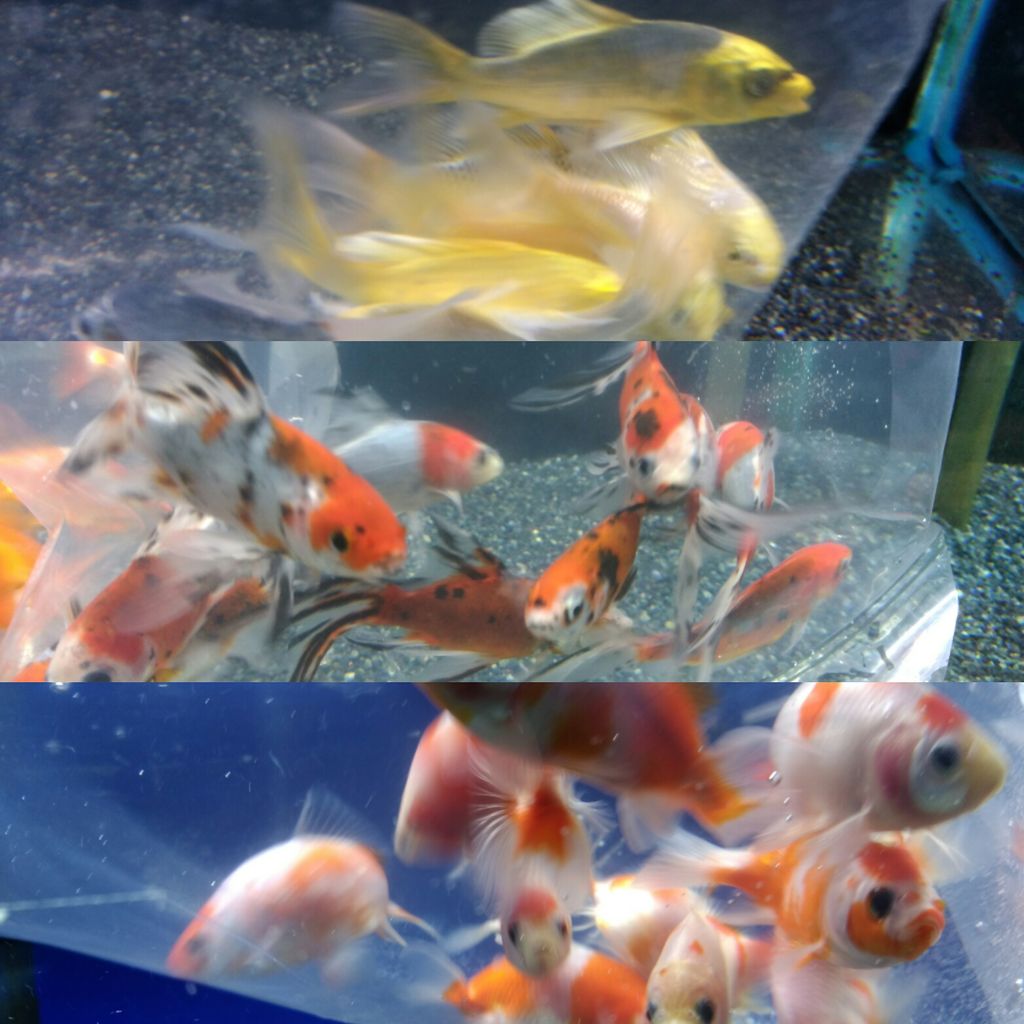 9 21 金魚 メダカの入荷です フィッシュジャパンの総合blog