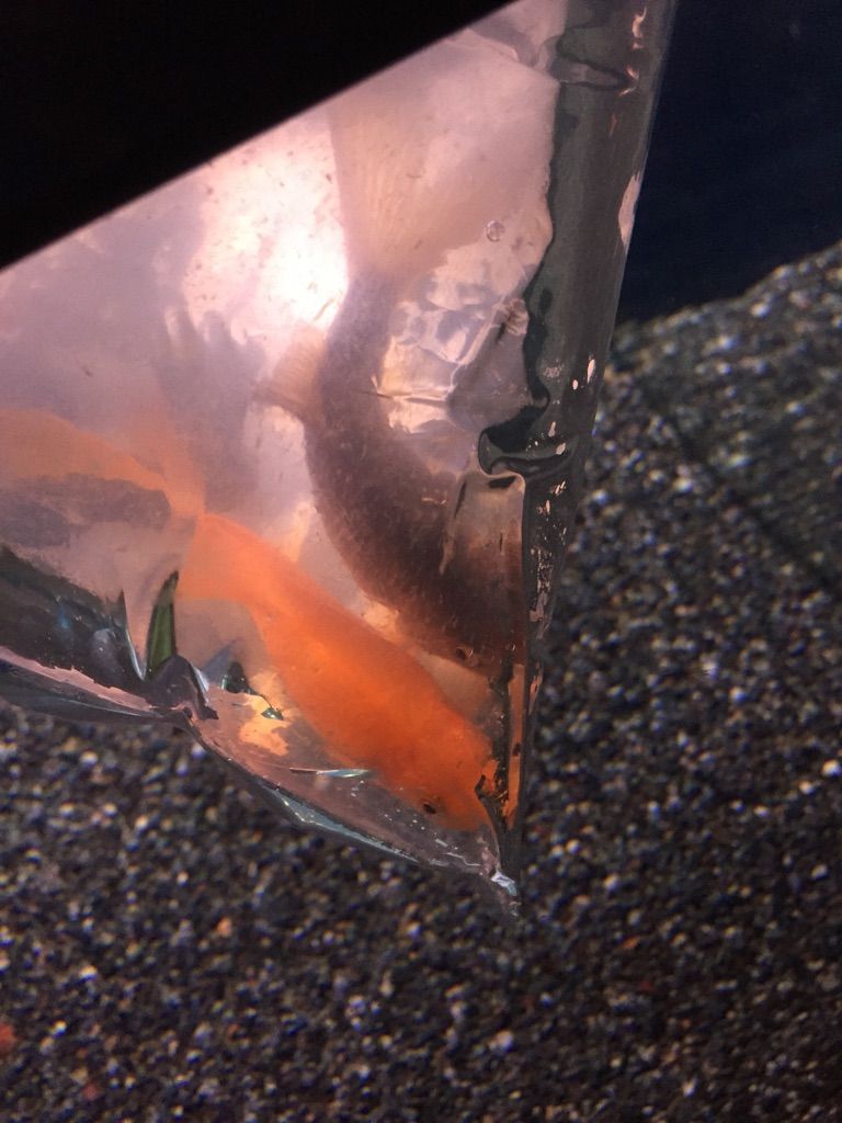 5 9入荷案内 謎の魚 鉄魚 熱帯魚 水草 アクアライフ6月号入荷 アピスト特集 フィッシュジャパンの総合blog