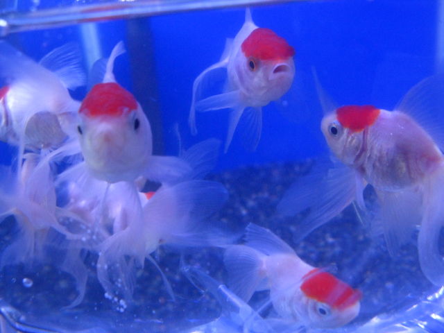 10 6 金魚入荷のお知らせ フィッシュジャパンの総合blog