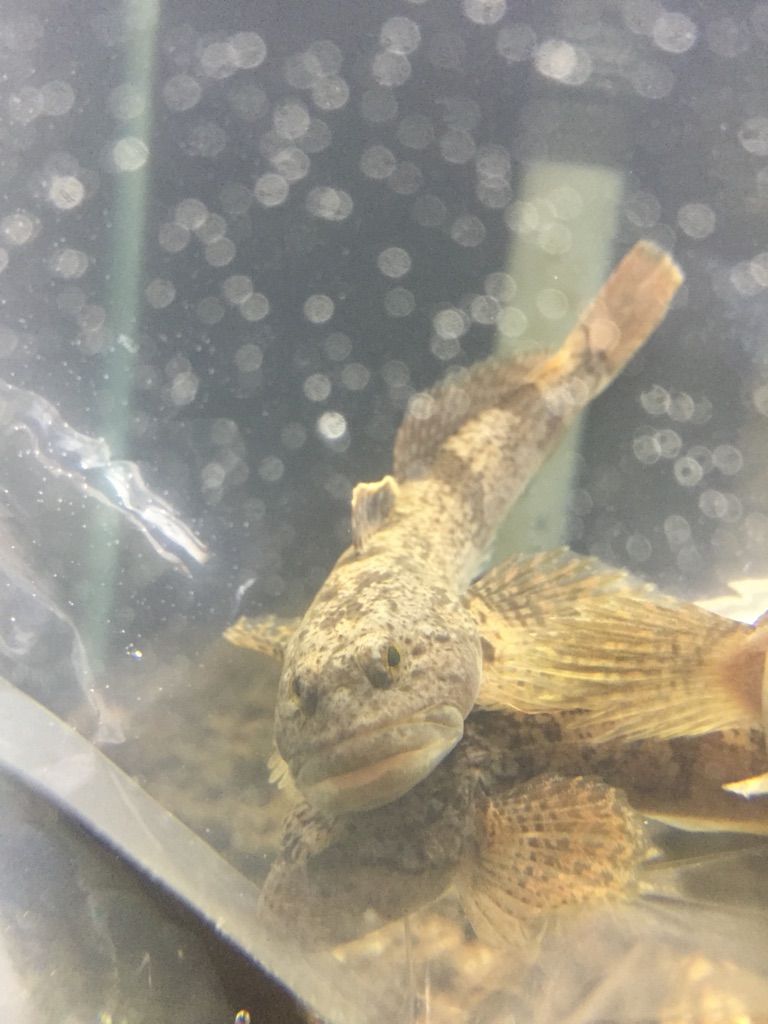 12 4入荷案内 活きエサ カジカ 川魚 入荷しました フィッシュジャパンの総合blog