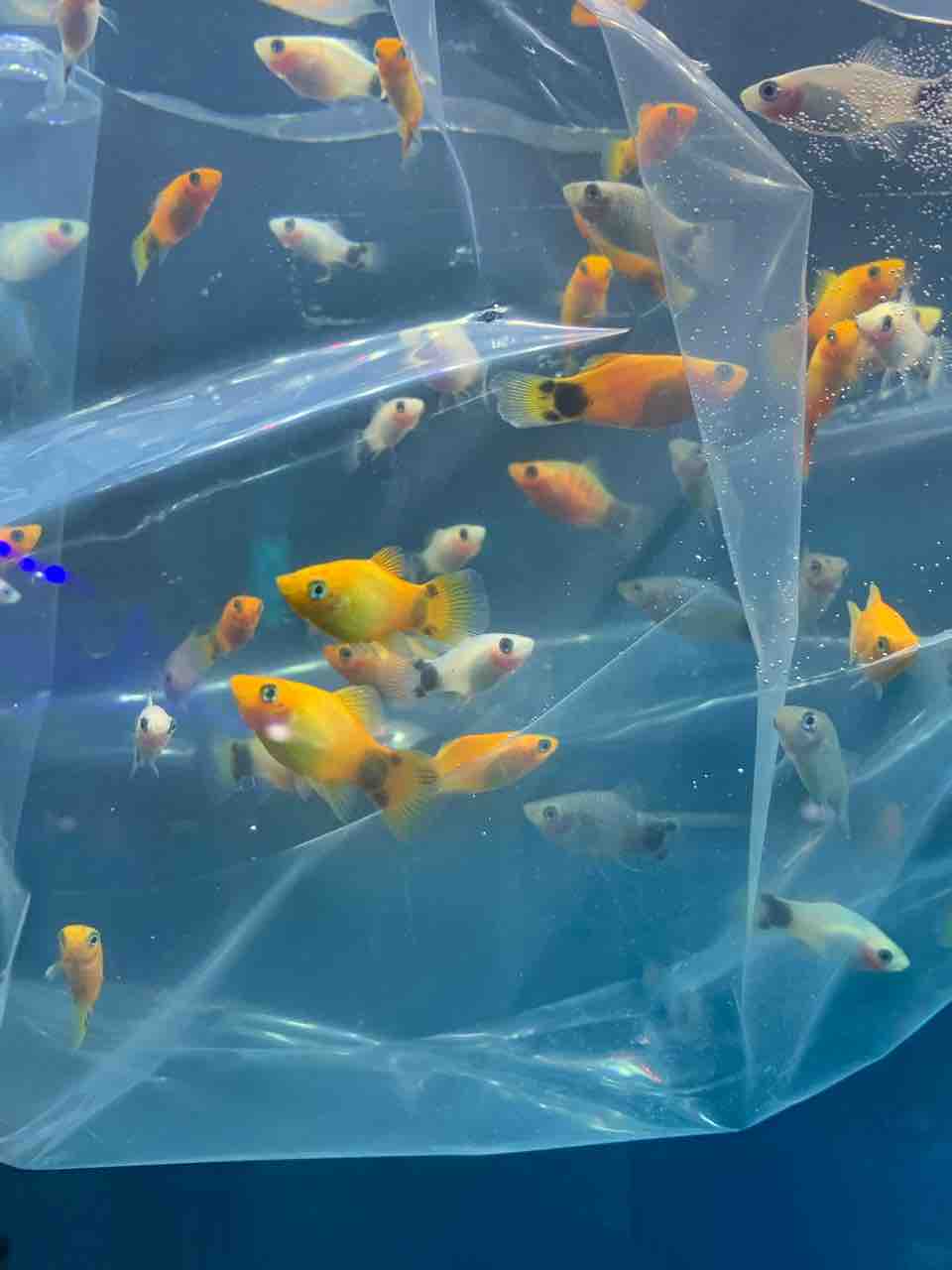 10 23 熱帯魚 水草入荷 ザリガニセール フィッシュジャパンの総合blog 10 23 熱帯魚 水草入荷 ザリガニセール フィッシュジャパンの総合blog