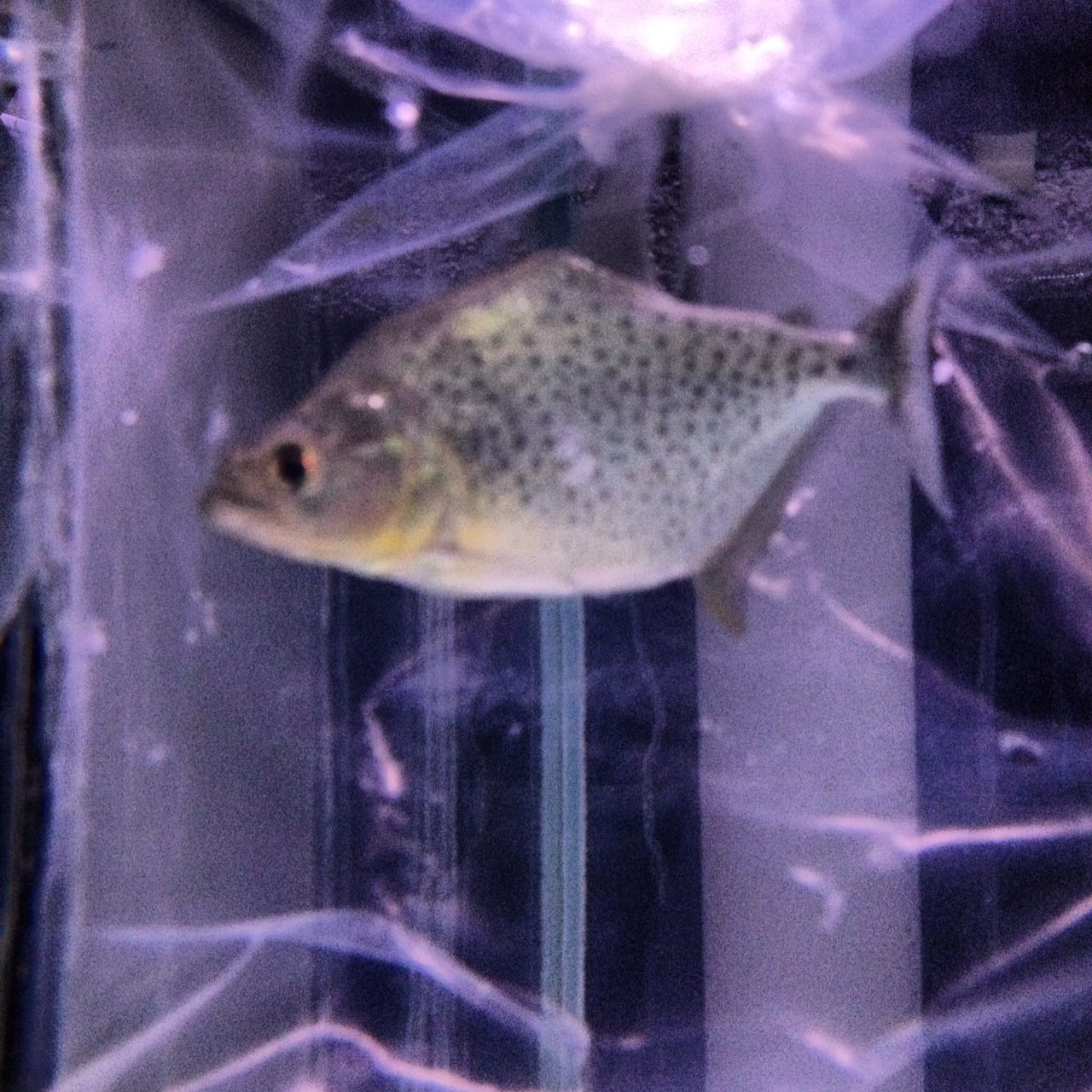 11 23 本日の入荷 ブラックピラニア入荷です フィッシュジャパンの総合blog