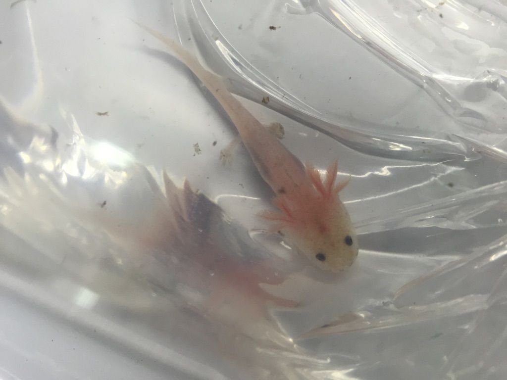 12 10入荷案内 熱帯魚アピスト 活きエサ ウーパールーパー フィッシュジャパンの総合blog