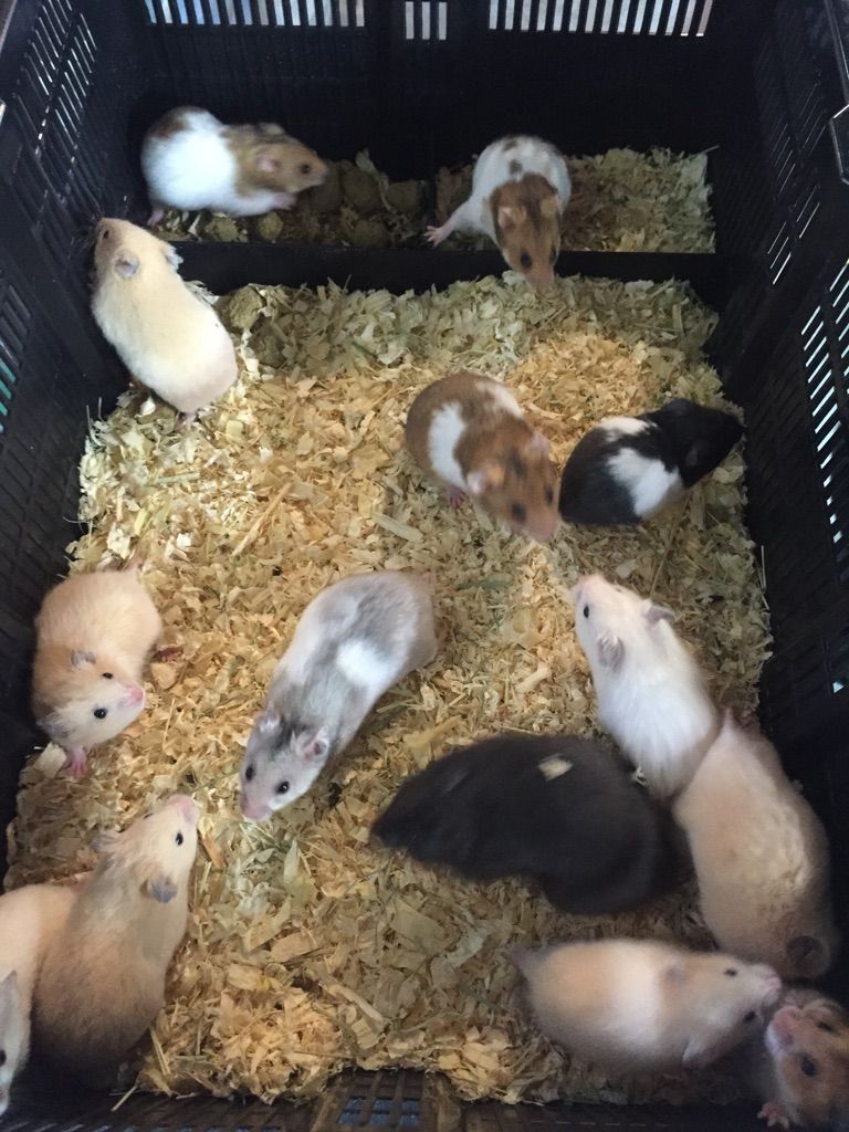 1 入荷案内 ハムスター入荷しました 熱帯魚も フィッシュジャパンの総合blog