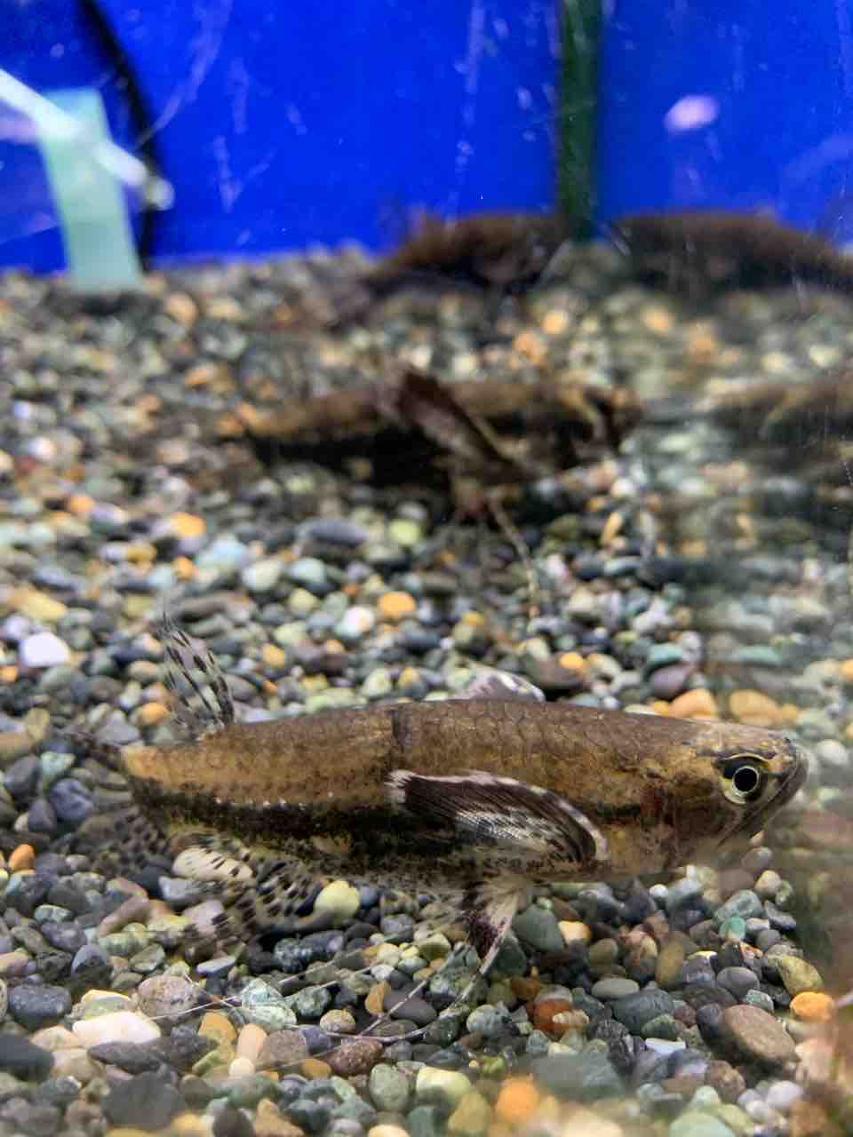 11 27 熱帯魚入荷のお知らせ フィッシュジャパンの総合blog