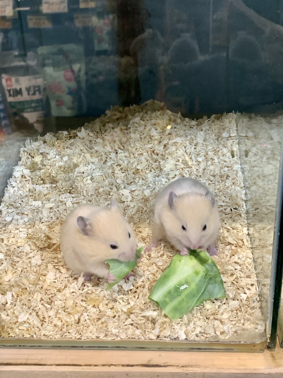 9 30 小動物入荷のお知らせ フィッシュジャパンの総合blog