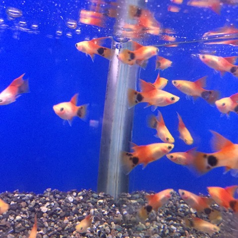 フィッシュジャパンの総合blog