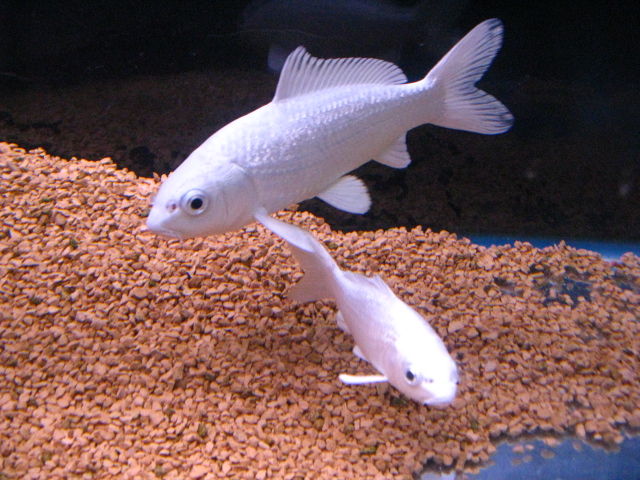 中古美品】高波動ジュースマシン 《しぼるくん》GP-E1503