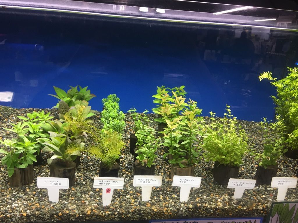完了しました カボンバ 植え方 ソイル カボンバ 植え方 ソイル Josspix4fna 完了しました カボンバ 植え方 ソイル カボンバ 植え方 ソイル Josspix4fna