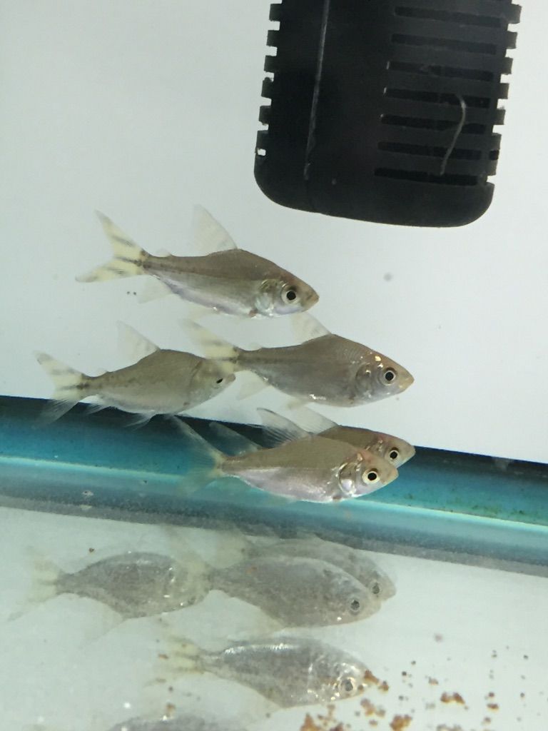 4 6入荷案内 入荷済熱帯魚 ウーパールーパーあげます フィッシュジャパンの総合blog 4 6入荷案内 入荷済熱帯魚 ウーパールーパーあげます フィッシュジャパンの総合blog
