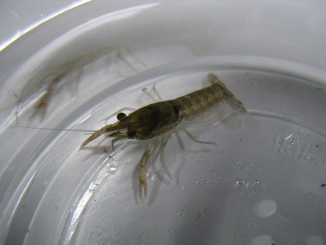 1 22入荷案内 小型ザリガニ 金魚 コケ入荷 フィッシュジャパンの総合blog