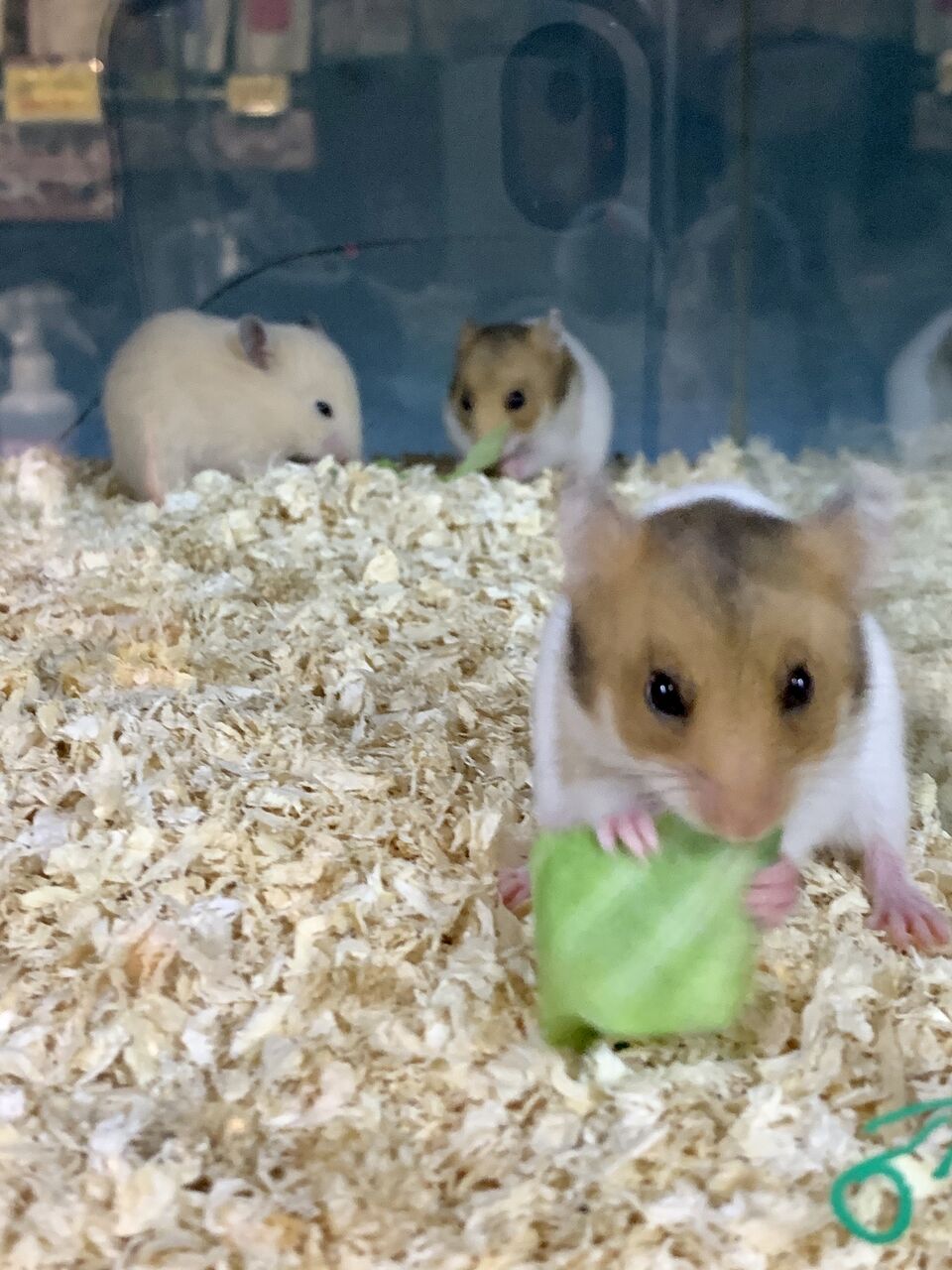 9 30 小動物入荷のお知らせ フィッシュジャパンの総合blog