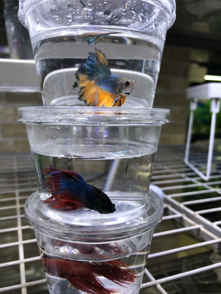 フィッシュジャパンの総合blog