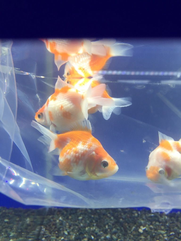 8 24入荷案内 熱帯魚 金魚 ピンポンパール フィッシュジャパンの総合blog