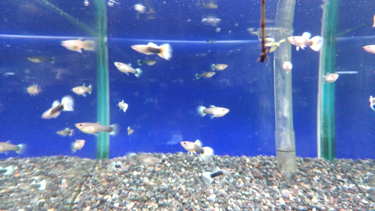 9 18 熱帯魚入荷のお知らせ フィッシュジャパンの総合blog