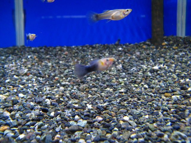 フィッシュジャパンの総合blog 熱帯魚入荷案内