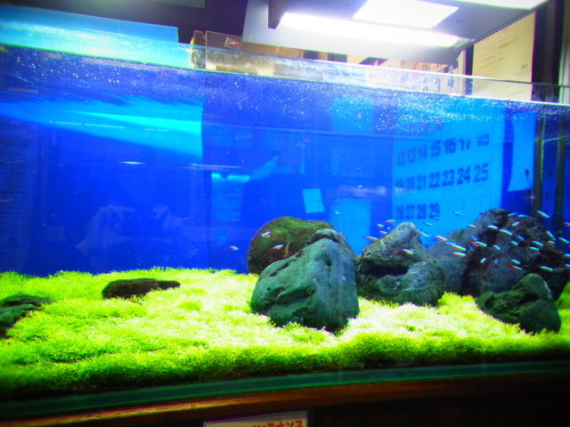 リシア水槽見頃です フィッシュジャパンの総合blog リシア水槽見頃です フィッシュジャパンの総合blog