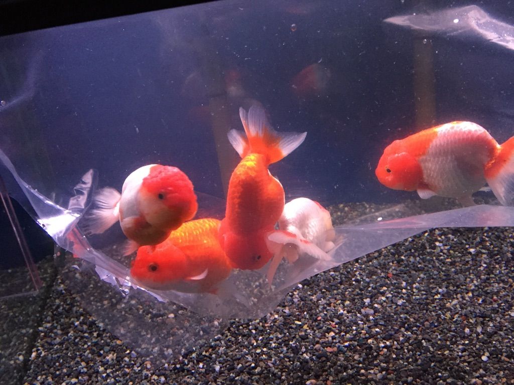 3 6入荷案内 熱帯魚 海水魚 水草 イトメ お待たせしました 金魚 フィッシュジャパンの総合blog