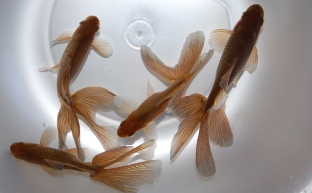 金魚入荷 フィッシュランドイシハラの1fスタッフブログ 金魚入荷 フィッシュランドイシハラの1fスタッフブログ