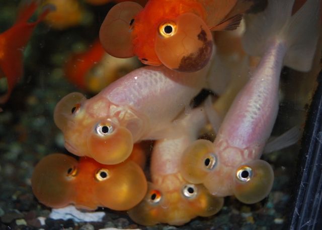 金魚入荷 フィッシュランドイシハラの1fスタッフブログ