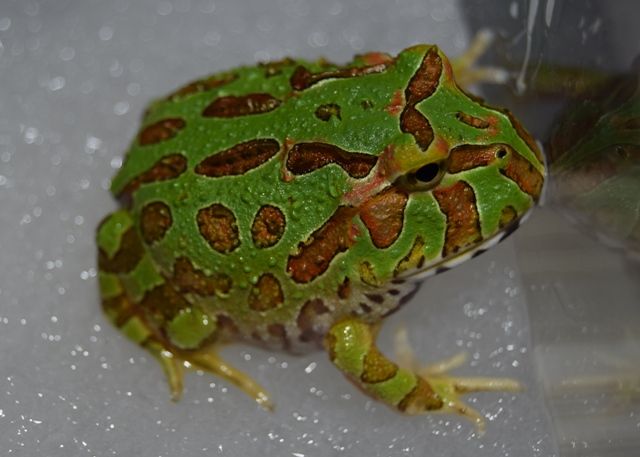 可愛いカエル入荷 フィッシュランドイシハラの1fスタッフブログ