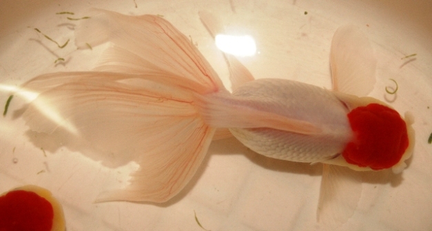 金魚 フィッシュランドイシハラの1fスタッフブログ