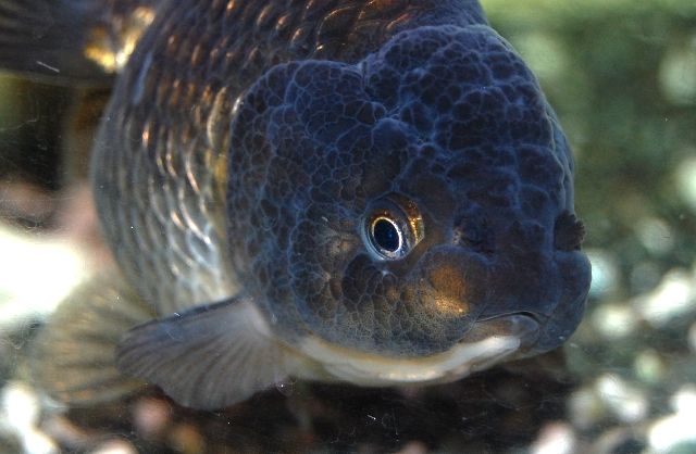 ランチュウ祭りじゃい フィッシュランドイシハラの1fスタッフブログ