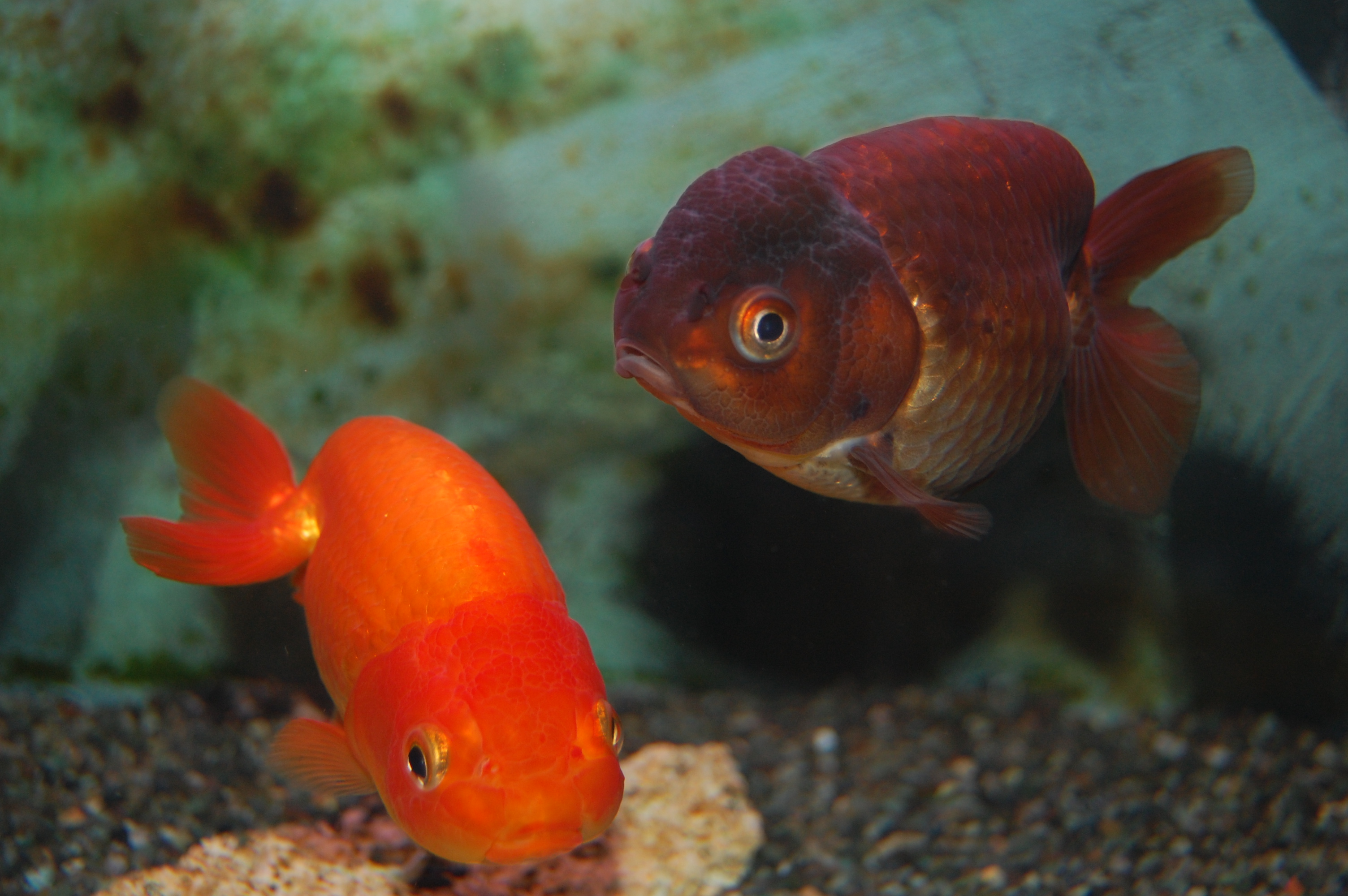 フィッシュランドイシハラの1fスタッフブログ 金魚 Livedoor Blog ブログ