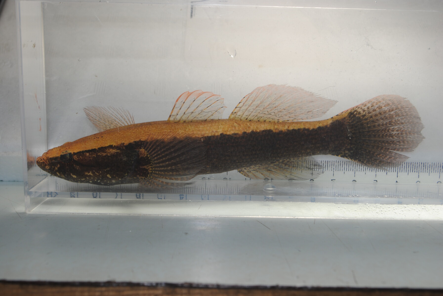 カワアナゴ釣り 立ち枯れ