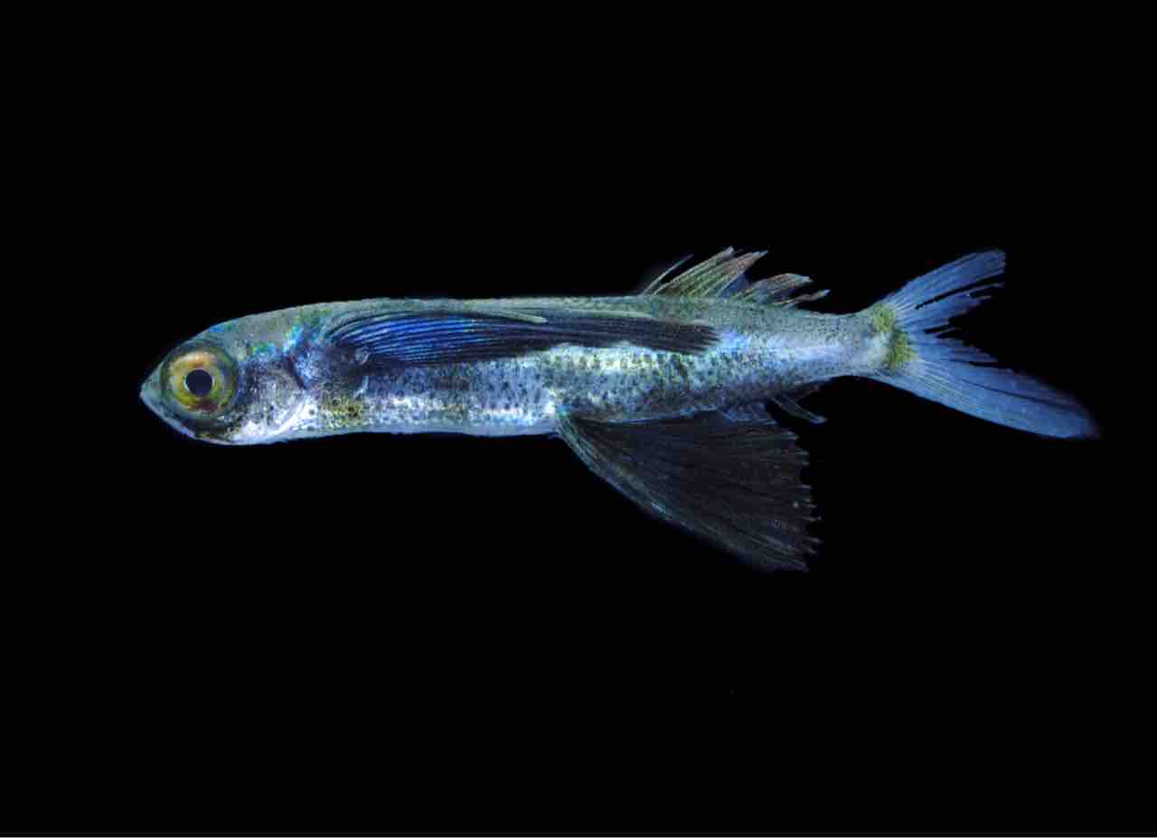 トビウオの成魚 いーだ雑記帳 トビウオの成魚 いーだ雑記帳