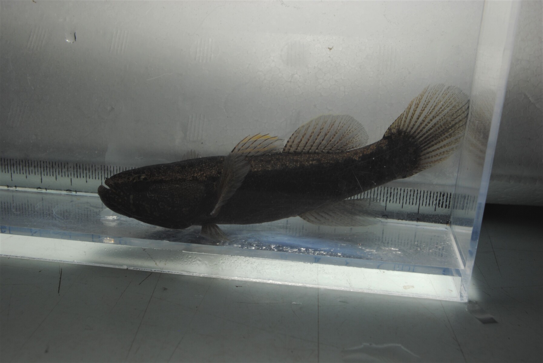 カワアナゴ釣り 立ち枯れ