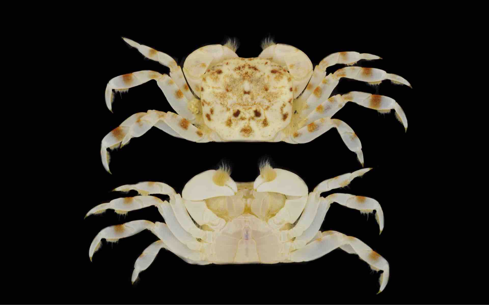 ヒメイワガニモドキ いーだ雑記帳