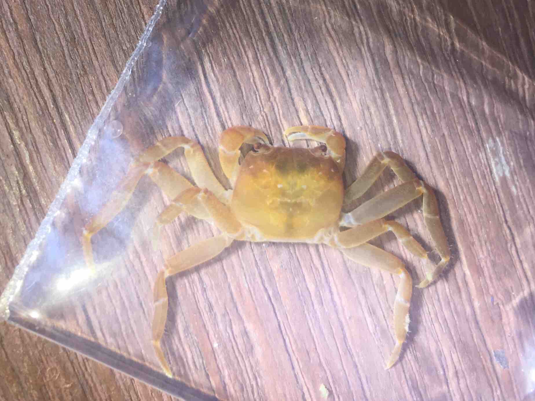 ミナミアカイソガニ 立ち枯れ