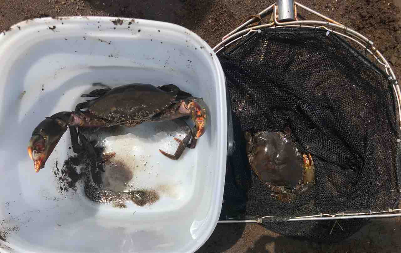 アミメノコギリガザミの交尾 立ち枯れ