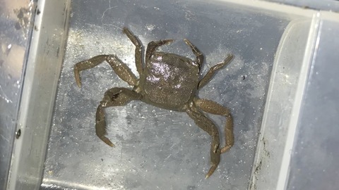 海蘊蟹　モズク蟹　水石　盆石　置物　時代 海蘊蟹 モズク蟹 水石 盆石 置物 時代