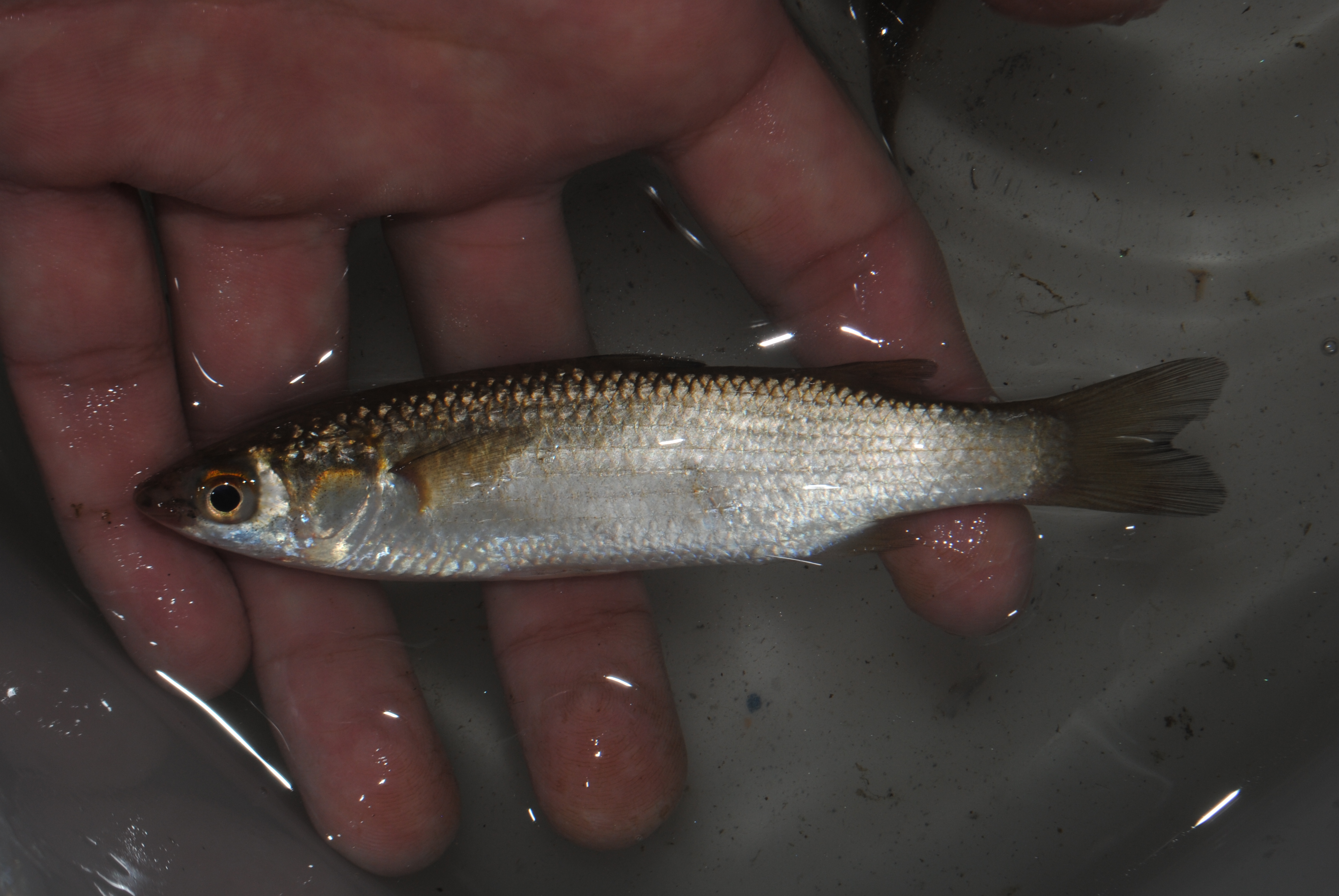 いつもの魚 立ち枯れ