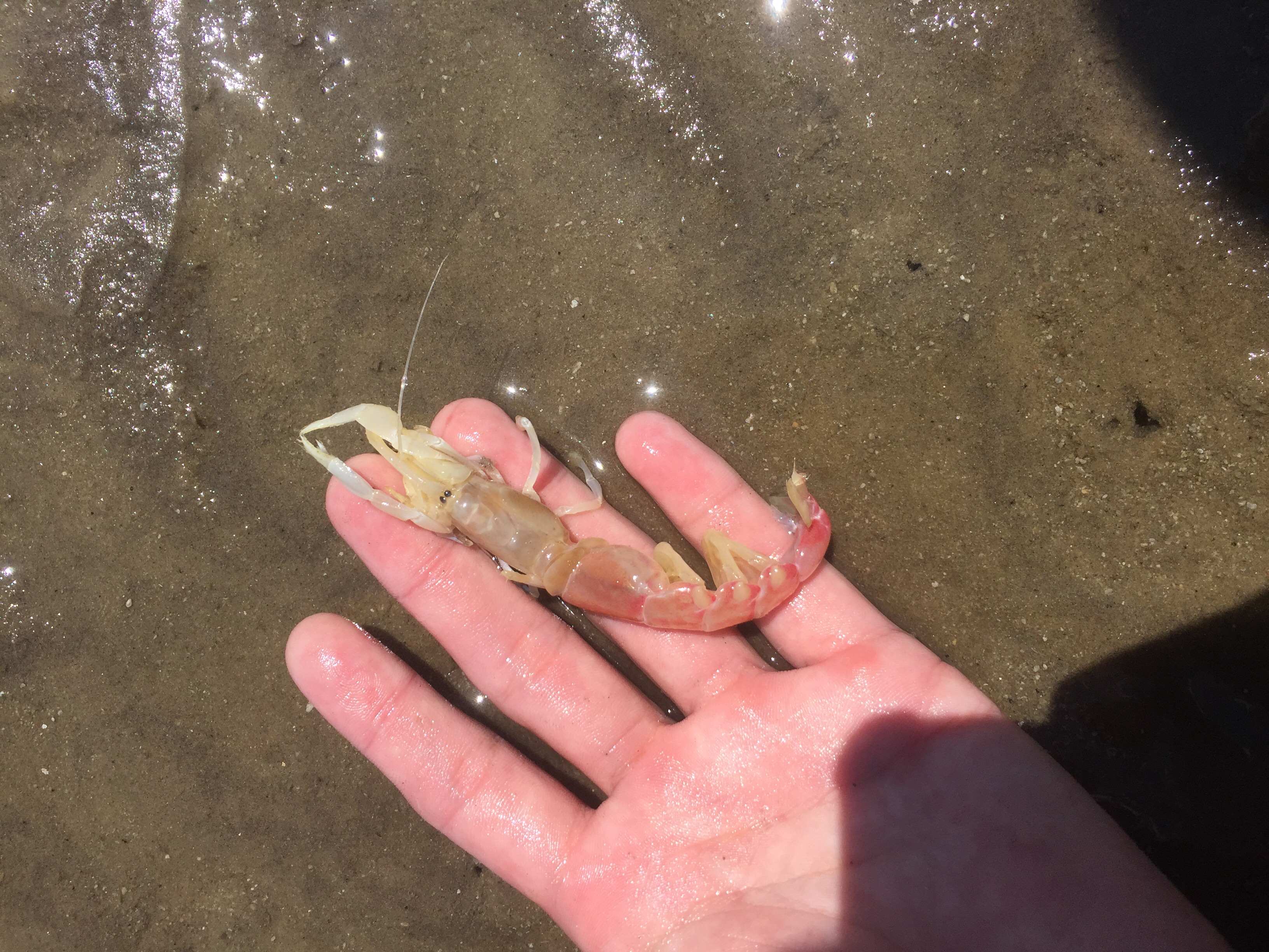 再 ツノメエビ いーだ雑記帳 再 ツノメエビ いーだ雑記帳