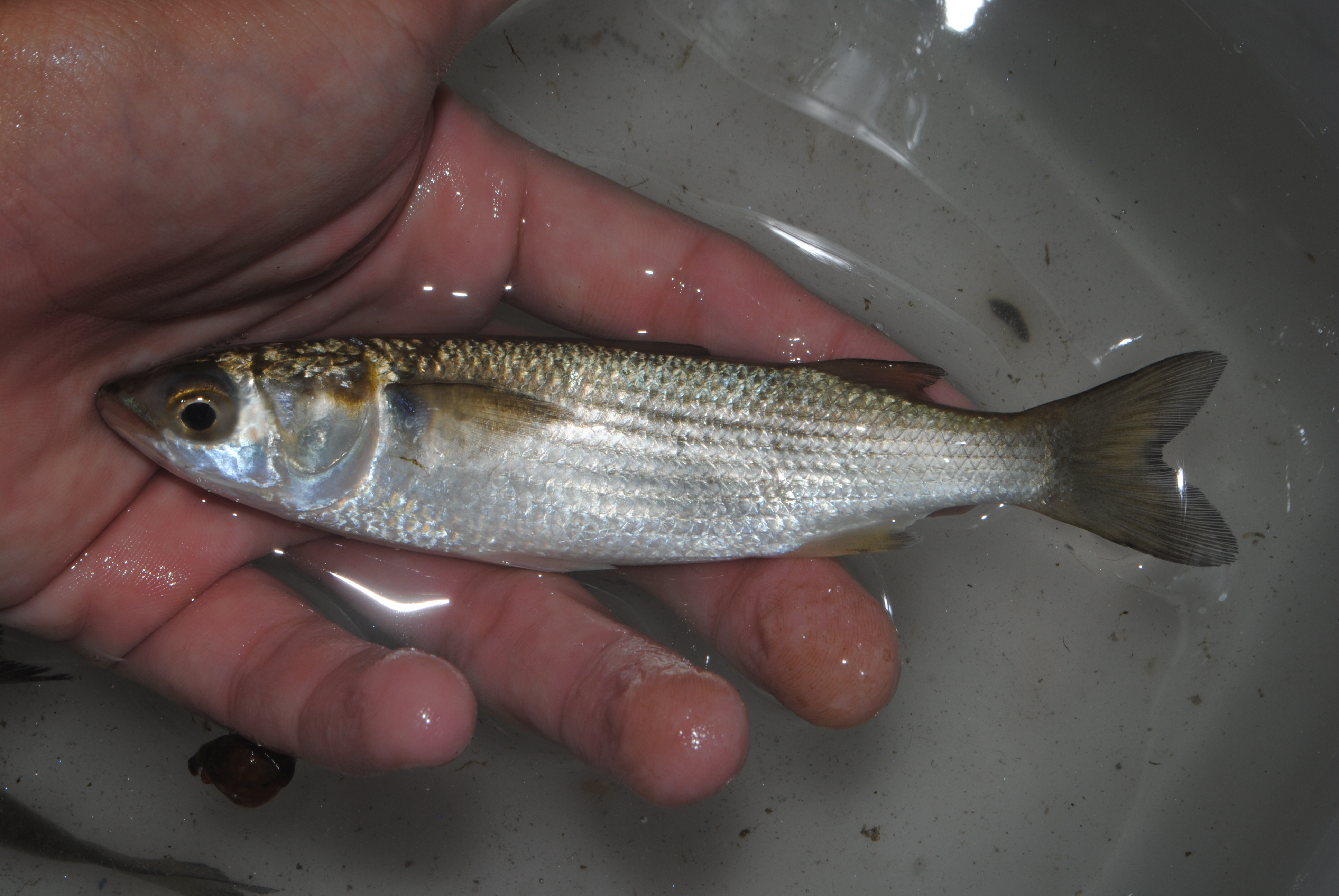 いつもの魚 立ち枯れ